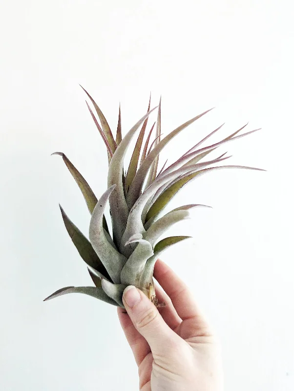 Tillandsia Capitata Peach - X-Large Air Plant 7-10"